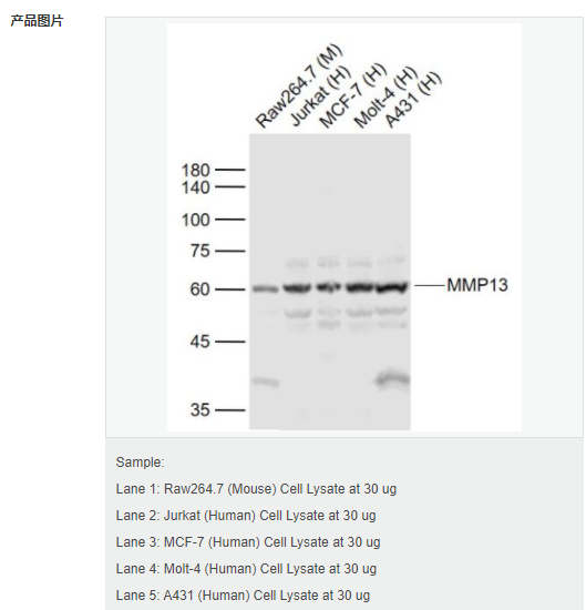 6052af22e66fa.png image.png