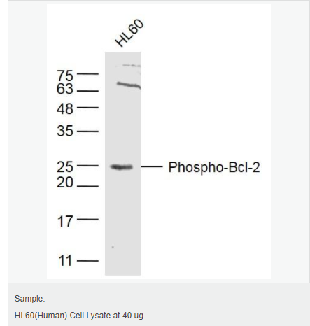 6066ae1f60e20.png image.png