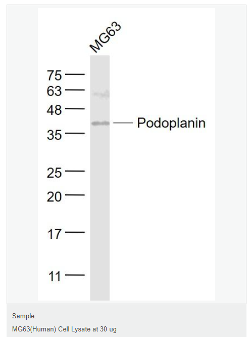 6078fb1913b88.png image.png